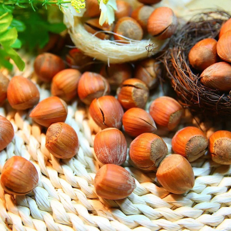 Lískový oříšek Garibaldi START PACK