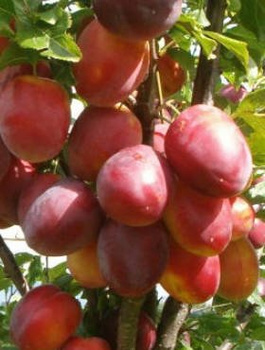 Švestka Jerozolimka Broskvová Renklóda – sazenice s holým kořenem