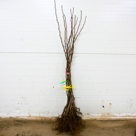 Hrušeň Lucasova – sazenice s holým kořenem