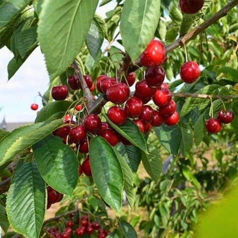 Třešeň Christiana – sazenice s holým kořenem