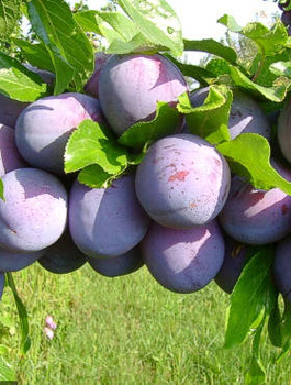 Švestka Silvia – sazenice s holým kořenem