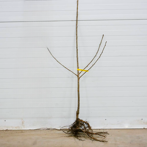 Třešeň Býčí srdce – sazenice s holým kořenem