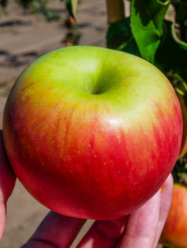 Jabloň Cortland – sazenice s holým kořenem