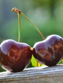 Třešeň Kordia – sazenice s holým kořenem