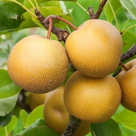 Asijská hrušeň Chojuro – sazenice s holým kořenem