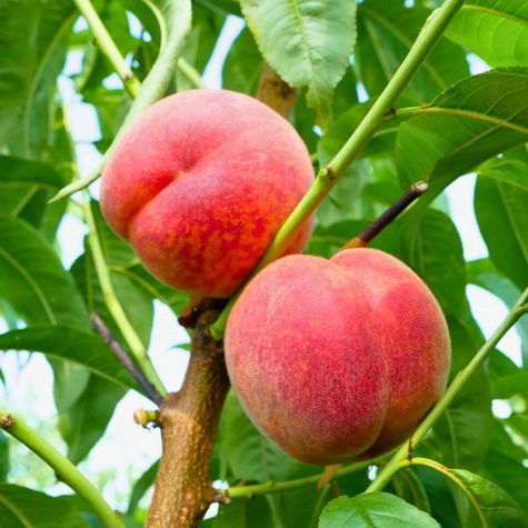 Broskvoň Favorita Morettini – sazenice s holým kořenem