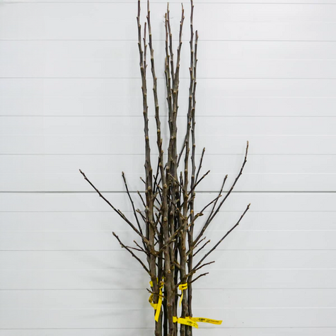 Jabloň Lobo – sazenice s holým kořenem