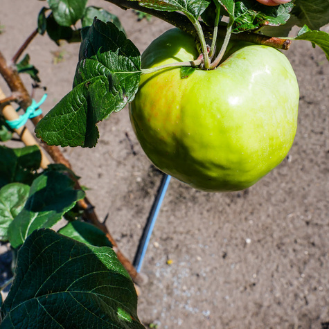 Jabloň Antonówka Bílá Smetanková Půltorfuntová – sazenice s holým kořenem