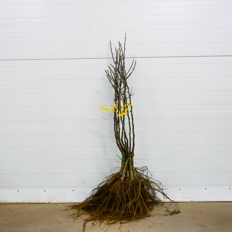 Jabloň Ananas Berzenicky – sazenice s holým kořenem