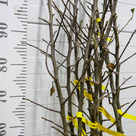 Jabloň Idared – sazenice s holým kořenem