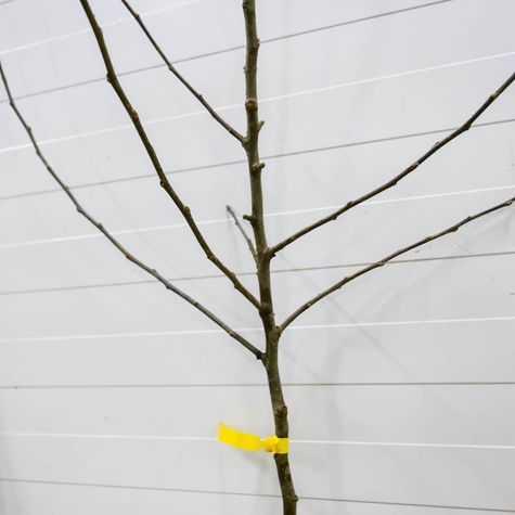 Jabloň Celesta – sazenice s holým kořenem