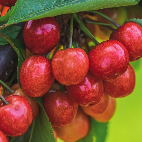 Třešeň Buttnerova červená – sazenice s holým kořenem