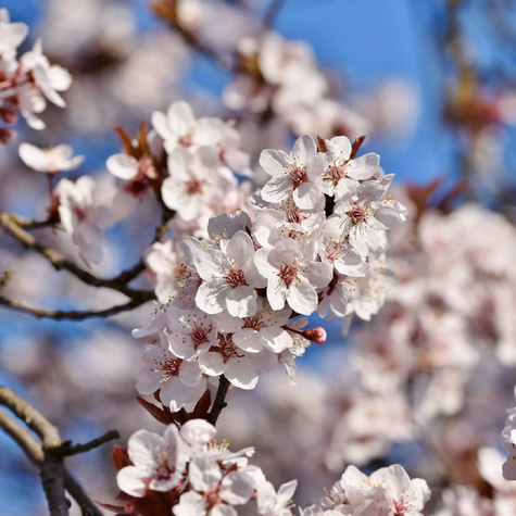 Višeň Łutówka – sazenice s holým kořenem
