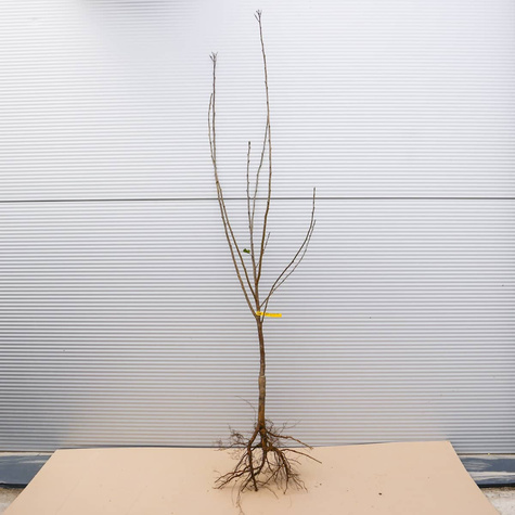 Višeň Nefris – sazenice s holým kořenem