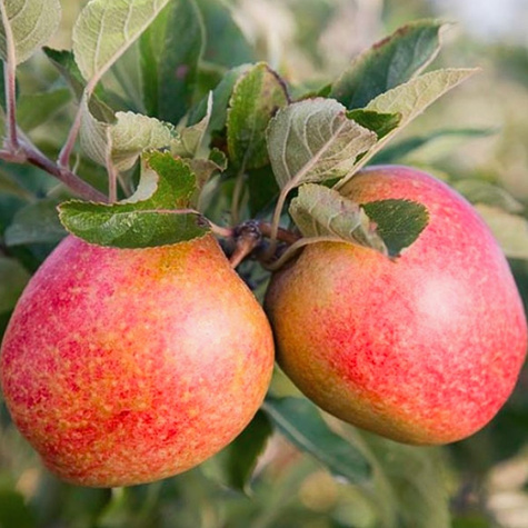 Jabloň sloupovitá Cordon – sazenice s holým kořenem