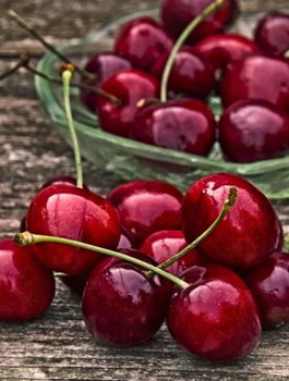 Třešeň Majowka – sazenice s holým kořenem