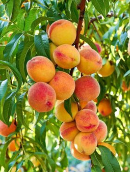 Broskvoň Inka – sazenice s holým kořenem