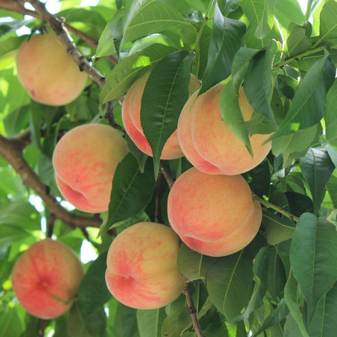 Broskvoň Harnaś – sazenice s holým kořenem