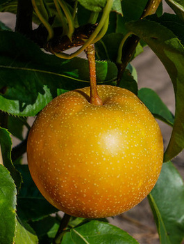 Hrušeň asijská Kumoi – sazenice s holým kořenem