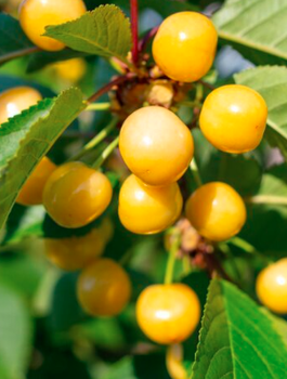 Třešeň sloupovitá Stark Gold – sazenice s holým kořenem