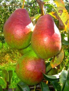 Hrušeň Izolda – sazenice s holým kořenem