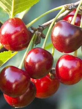 Višeň Szklanka Wielka (Velká Skleněná) – sazenice s holým kořenem