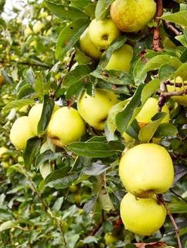 Jabloň Kosztela – sazenice s holým kořenem