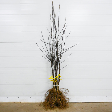 Jabloň Zlatá Reneta – sazenice s holým kořenem