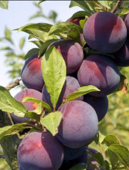 Švestka Kalypso – sazenice s holým kořenem