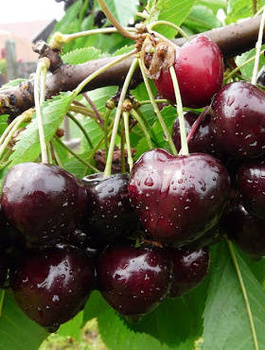 Třešeň polozakrslá Jacinta – sazenice s holým kořenem