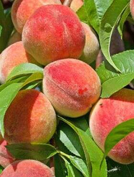 Broskvoň Redhaven – sazenice s holým kořenem