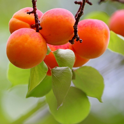 Zaleszczycka meruňka START PACK