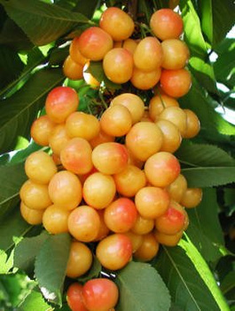 Třešeň Buttnerova červená – sazenice s holým kořenem