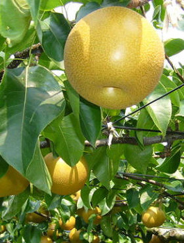 Hrušeň asijská Nijisseiki (New Century) – sazenice s holým kořenem