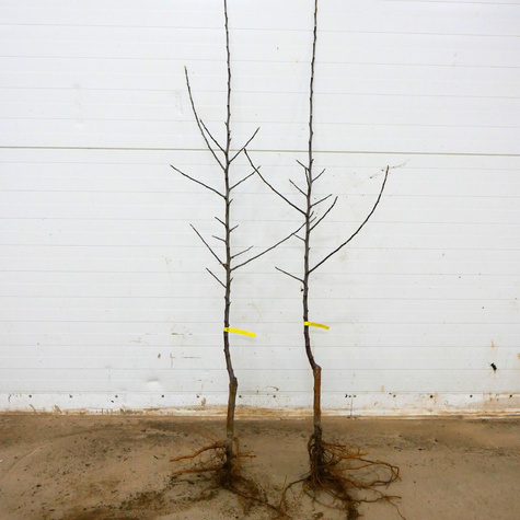 Jabloň Starking – sazenice s holým kořenem