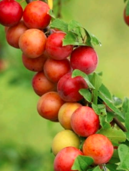 Švestkomeruňka sloupovitá Miracose – sazenice s holým kořenem