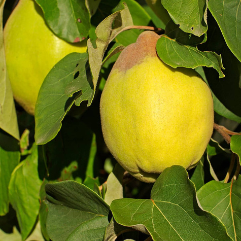 Kdoule jablečná Uśpiech – sazenice s holým kořenem
