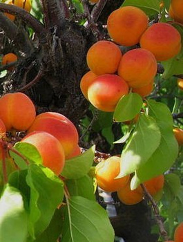 Meruňka Karola — sazenice s holým kořenem