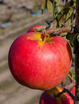Jabloň Gala Brookfield – sazenice s holým kořenem