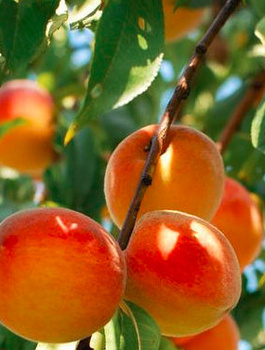 Meruňka Taja – sazenice s holým kořenem