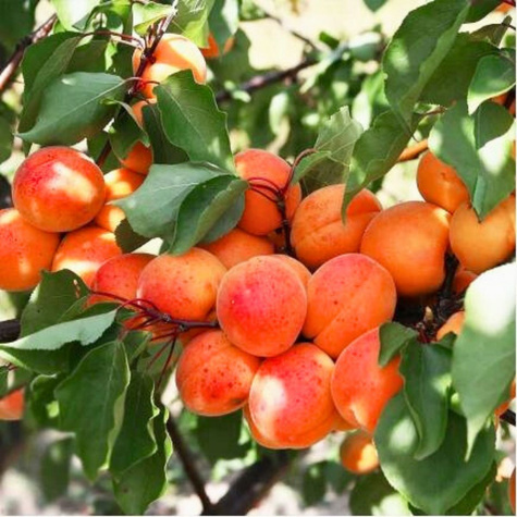 Meruňka Taja – sazenice s holým kořenem