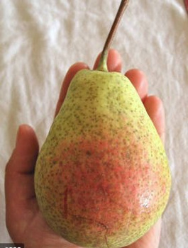 Hrušeň Patten – sazenice s holým kořenem