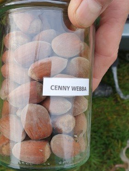 Líska Webba Cenny – sazenice s holým kořenem