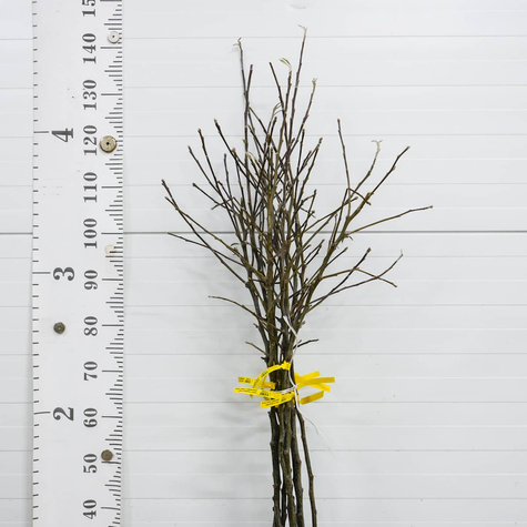 Jabloň Jonagored – sazenice s holým kořenem