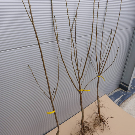 Višeň Nefris – sazenice s holým kořenem