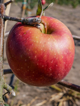 Jabloň Czerwona Papierówka – sazenice s holým kořenem