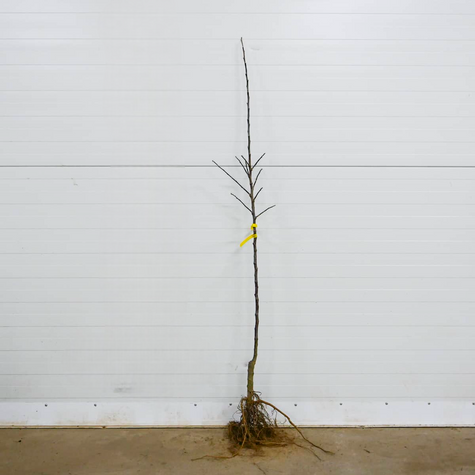 Jabloň Red Love – sazenice s holým kořenem