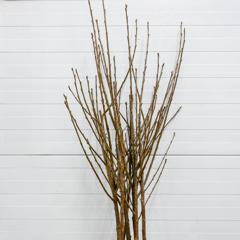 Višeň Turgenevská – sazenice s holým kořenem