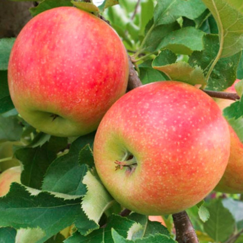 Jonagold DeCosta START PACK ® jabloň