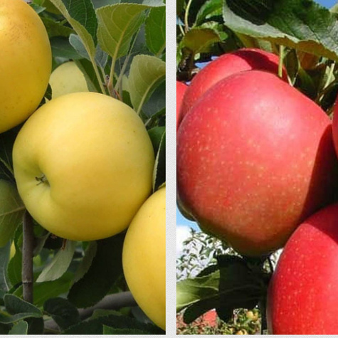 DUO Jabloň Gala + Golden Delicious – sazenice s holým kořenem